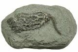 Fossil Crinoid (Pachlyocrinus) - Crawfordsville, Indiana #214709-1